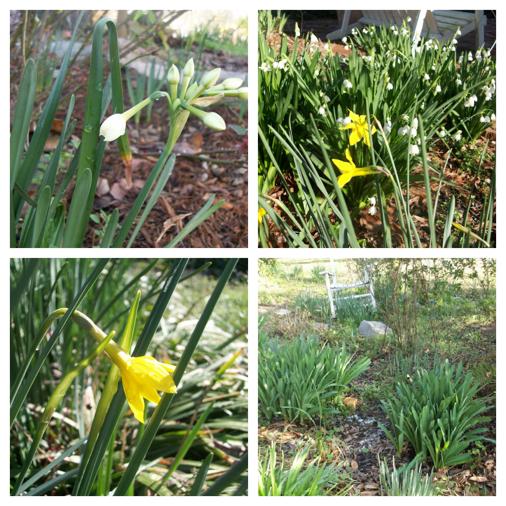 Daffodils, Snowdrops and more are beginning to fill the garden with bits of sunshine