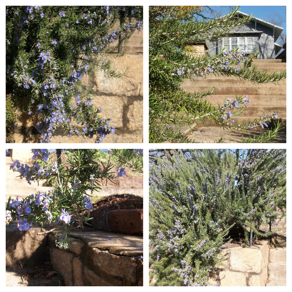 Rosemary after the rain