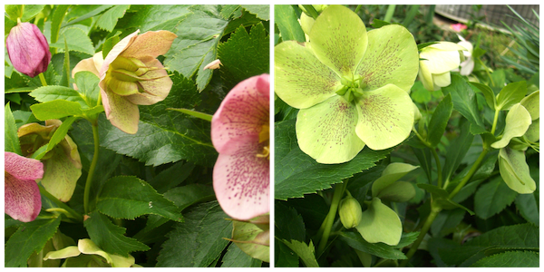 Helleboros are proving to be one of the best plants for my garden - I'm going to move some to the west side of the house - I've been told they can withstand the early morning shade and hot late day sun.