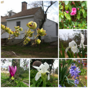 my neighbor's dogwoods are just beginning to bloom - love their light-green spring color