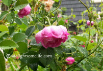ARTL April Showers 8