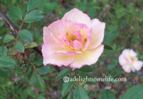 April Garden Journal adelightsomelife.com