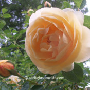 David Austin Rose