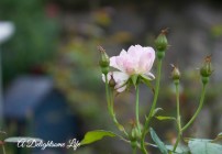 A-DELIGHTSOME-LIFE-LA-MARNE-ROSE-BLOOM