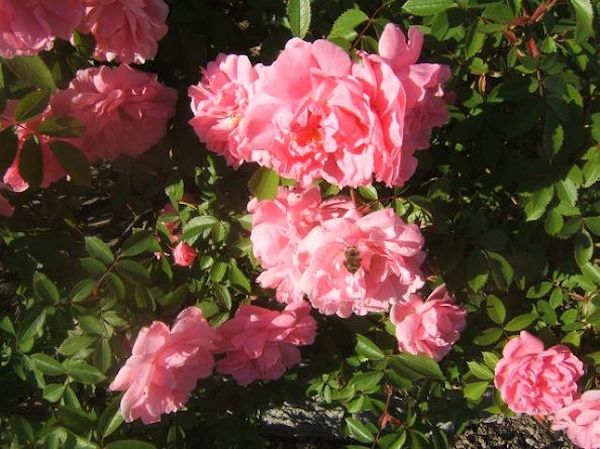 20 breathtaking roses